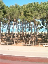 Appartamento in affitto Pineta - Tipo A - trilocale fronte mare - Pineta Alba Adriatica